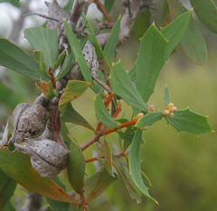Hakea nitida