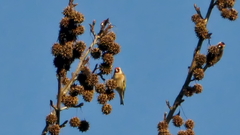 Carduelis carduelis