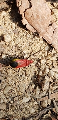 Dindymus sanguineus