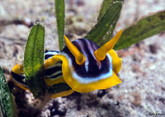 Chromodoris africana
