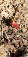 Dindymus sanguineus