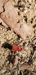 Dindymus sanguineus