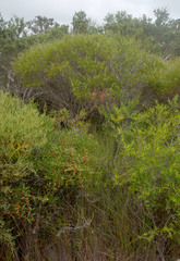 Hakea nitida