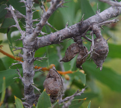 Hakea nitida
