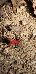 Dindymus sanguineus