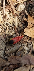 Dindymus sanguineus
