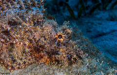 Scorpaenopsis oxycephalus