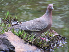 Patagioenas picazuro