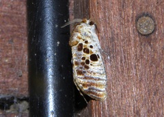 Spinulata maruga