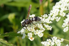 Euodynerus leucomelas