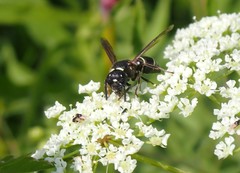 Euodynerus leucomelas