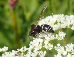 Euodynerus leucomelas