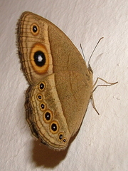 Brakefieldia perspicua