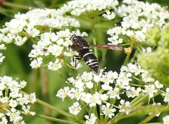 Euodynerus leucomelas