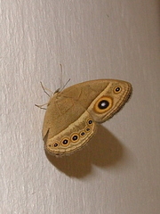 Brakefieldia perspicua