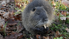 Myocastor coypus