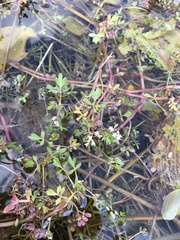 Helosciadium inundatum