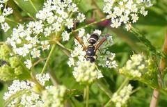 Euodynerus leucomelas