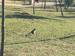 Pica pica