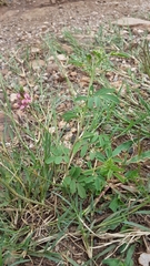 Indigastrum costatum