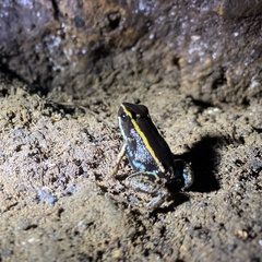 Phyllobates lugubris