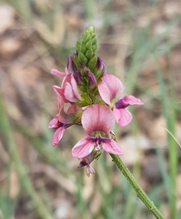 Indigastrum costatum