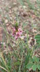 Indigastrum costatum