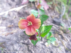 Oenothera epilobiifolia