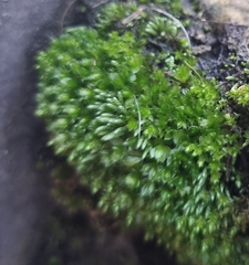 Bryum argenteum