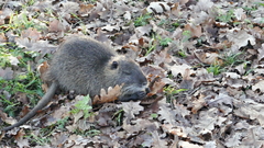 Myocastor coypus