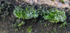 Bryum argenteum