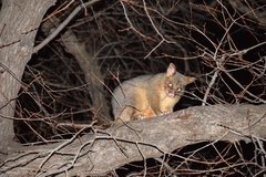 Trichosurus vulpecula