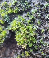 Syntrichia latifolia