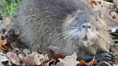 Myocastor coypus