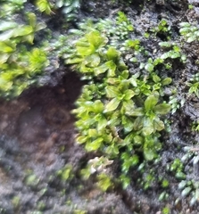 Syntrichia latifolia