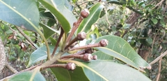 Magnoliopsida