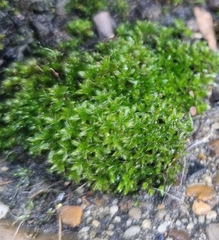Ptychostomum capillare