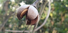 Magnoliopsida