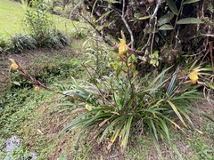 Phragmipedium longifolium