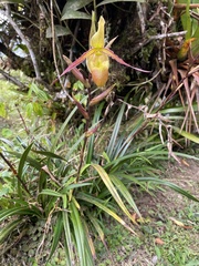 Phragmipedium longifolium