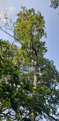 Magnoliopsida