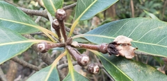 Magnoliopsida