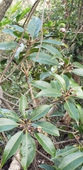 Magnoliopsida