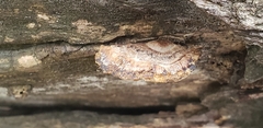 Polyporales