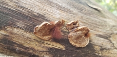 Polyporales