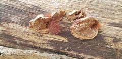 Polyporales
