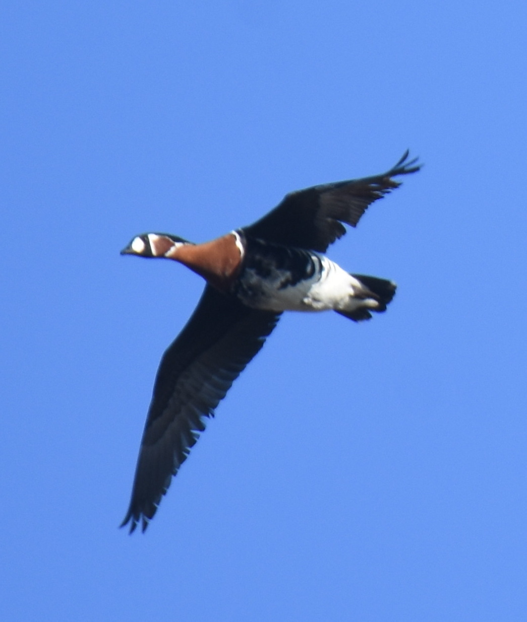 Red-breasted Goose (Branta ruficollis)