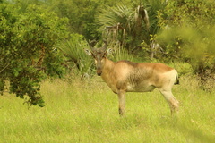 Alcelaphus buselaphus lichtensteinii