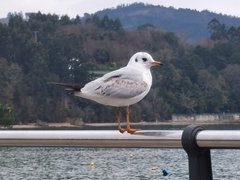 Chroicocephalus ridibundus