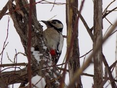 Dendrocopos major
